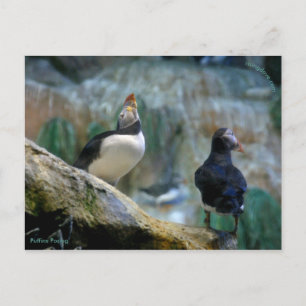 Gefangene Puffins/Nesting, Haystack Rock Postkarte