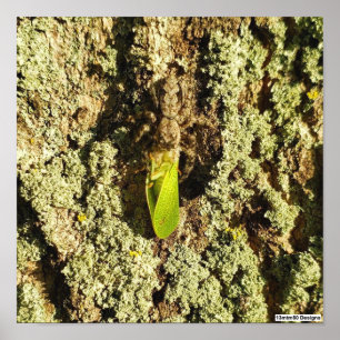 Gefangene Zwergzikade - Poster