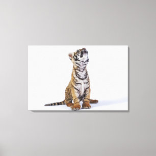 Gefangener, Südafrika 4 Leinwanddruck