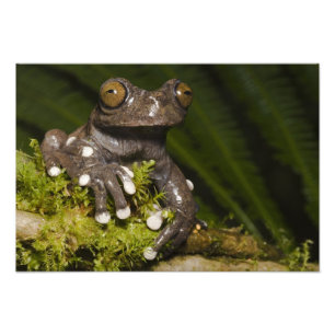 Gefangener Tapichalaca-Laubfrosch Hyloscirtus 2 Fotodruck