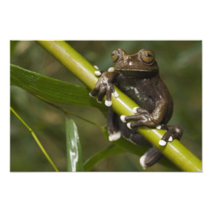 Gefangener Tapichalaca-Laubfrosch Hyloscirtus 2 Fotodruck