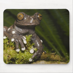 Gefangener Tapichalaca-Laubfrosch Hyloscirtus 3 Mousepad