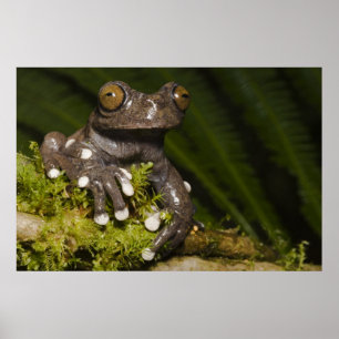 Gefangener Tapichalaca-Laubfrosch Hyloscirtus 3 Poster