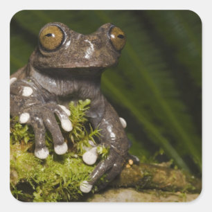 Gefangener Tapichalaca-Laubfrosch Hyloscirtus 3 Quadratischer Aufkleber