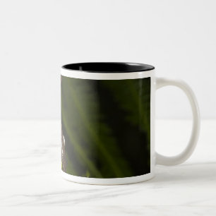 Gefangener Tapichalaca-Laubfrosch Hyloscirtus 3 Zweifarbige Tasse