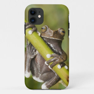 Gefangener Tapichalaca-Laubfrosch Hyloscirtus iPhone 11 Hülle