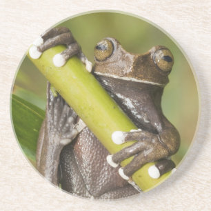 Gefangener Tapichalaca-Laubfrosch Hyloscirtus Getränkeuntersetzer
