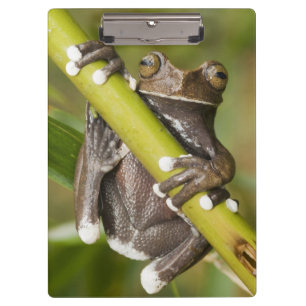 Gefangener Tapichalaca-Laubfrosch Hyloscirtus Klemmbrett