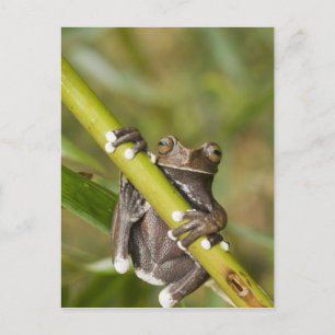Gefangener Tapichalaca-Laubfrosch Hyloscirtus Postkarte