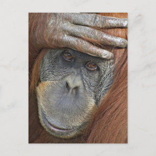 Gefangenes weibliches Sumatranischer Orang-Utan Postkarte