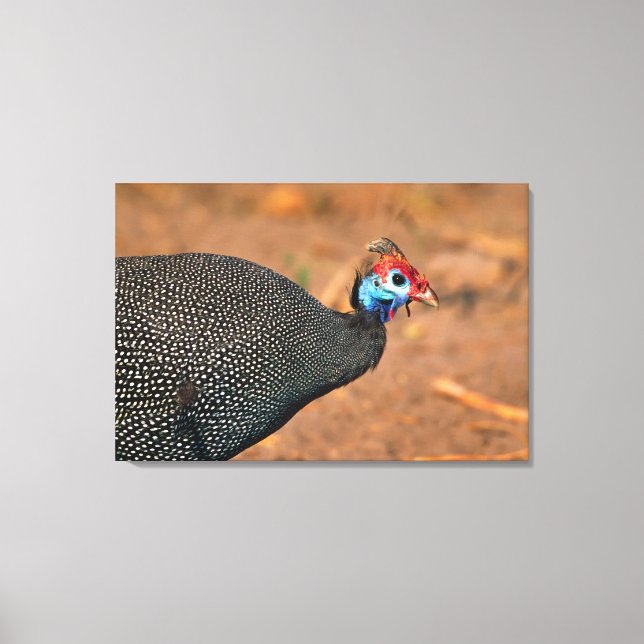 Gefiederte Guinea (Numida meleagris). Afrika, Leinwanddruck (Vorderseite)