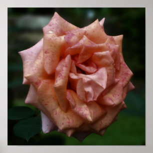 Gefleckte Pfirsich-Rose Nahaufnahme Poster