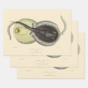 Gefleckte Stachelrochen, Vintage Meeres Tiere Geschenkpapier Set