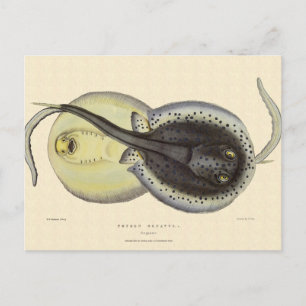 Gefleckte Stachelrochen, Vintage Meeres Tiere Postkarte