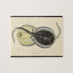 Gefleckte Stachelrochen, Vintage Meeres Tiere Puzzle