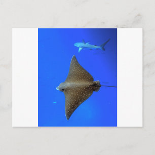 Gefleckter Adlerrochen & Riffhai unter Wasser Postkarte