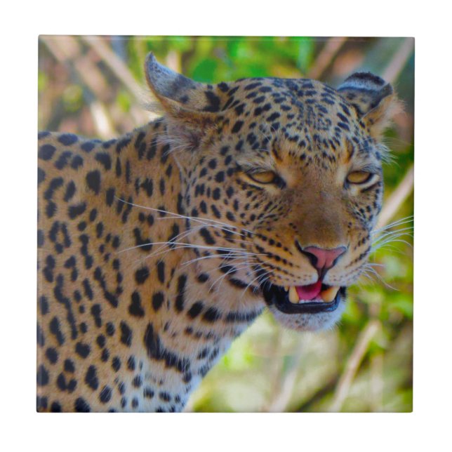 Gefleckter Leopard Fliese (Vorderseite)