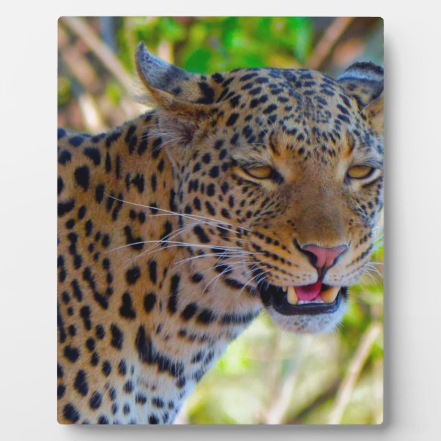Gefleckter Leopard Fotoplatte (Vorderseite)