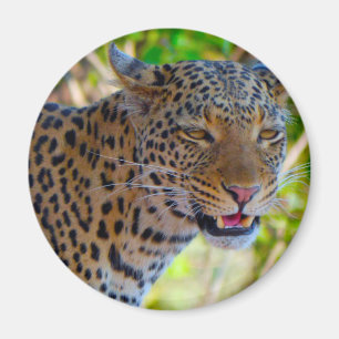 Gefleckter Leopard Magnet