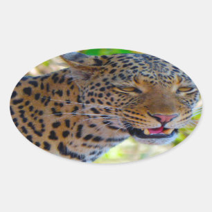 Gefleckter Leopard Ovaler Aufkleber