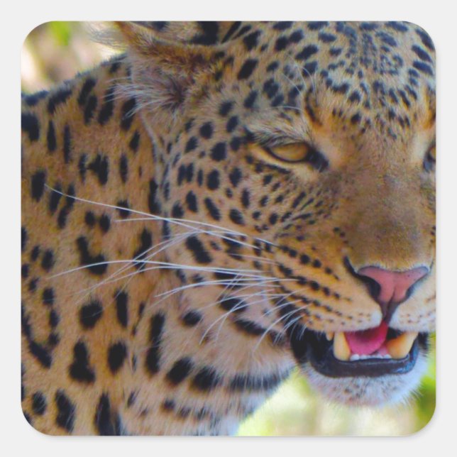 Gefleckter Leopard Quadratischer Aufkleber (Vorderseite)