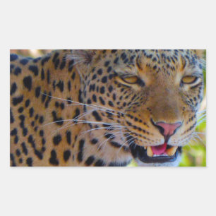 Gefleckter Leopard Rechteckiger Aufkleber