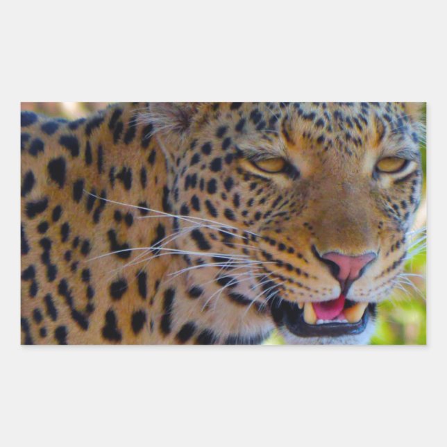 Gefleckter Leopard Rechteckiger Aufkleber (Vorderseite)