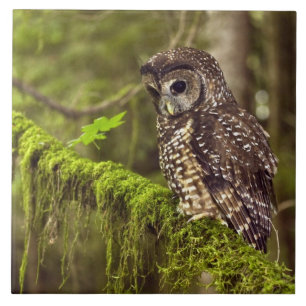 Gefleckter Waldkauz (Strix occidentals caurina) Fliese
