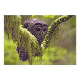 Gefleckter Waldkauz Strix occidentals Fotodruck