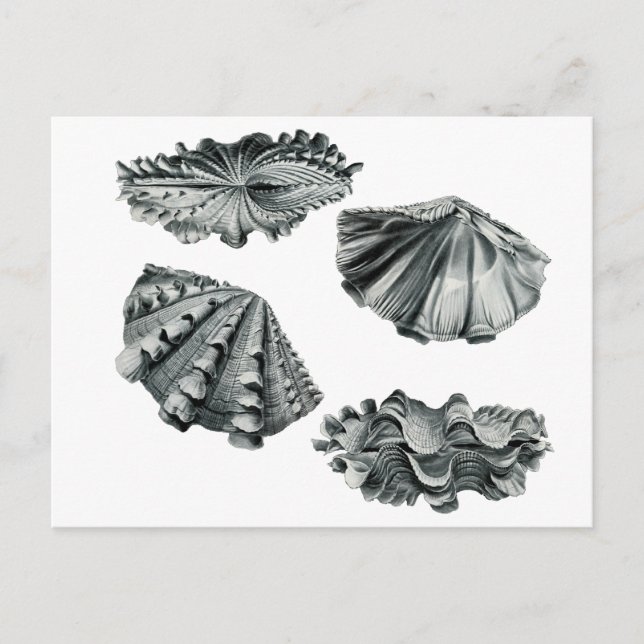 Gefluteter Riesenklam Postkarte (Vorderseite)