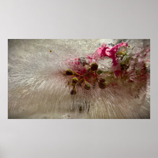 Gefrorene Blüten, Poster
