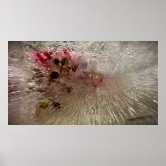 Gefrorene Blüten, Poster