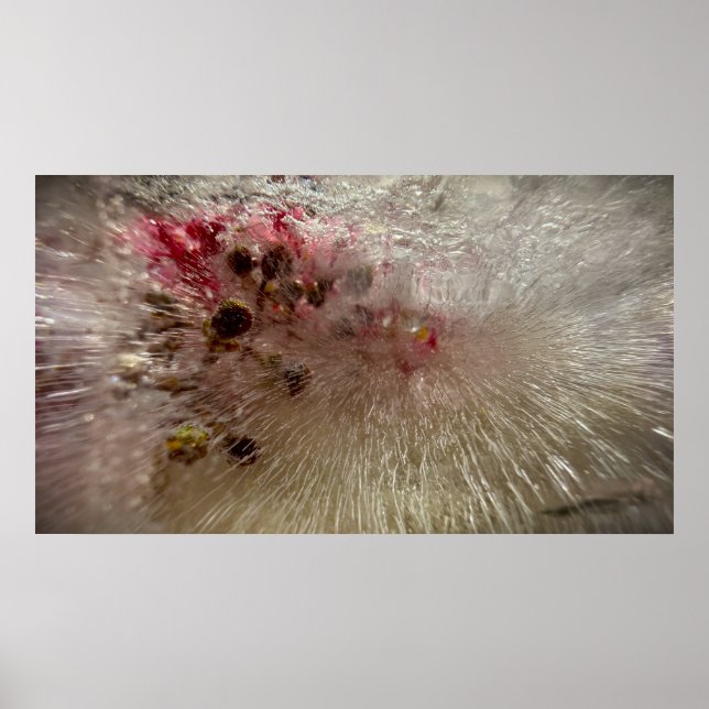 Gefrorene Blüten,  Poster (Vorne)