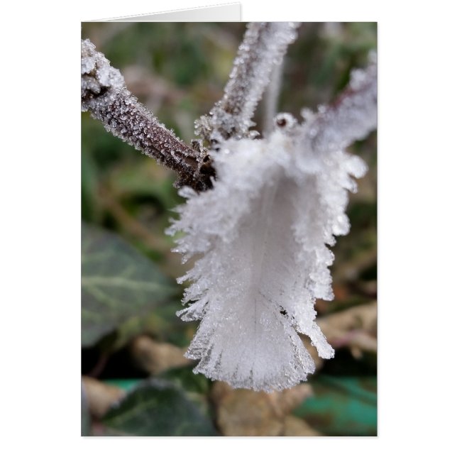 gefrorene Feder (Vorne)