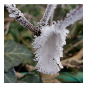 gefrorene Feder Poster