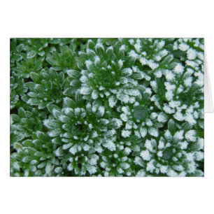 Gefrorene Grüntöne