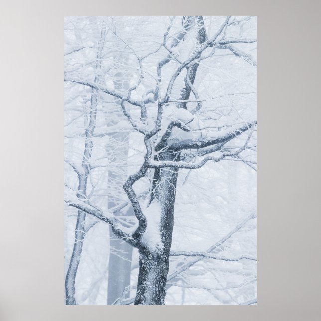 Gefrorener schneebedeckter Baum Poster (Vorne)