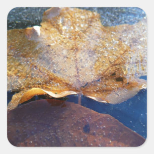 Gefrorenes gelbes Ahornblatt Herbst Natur Quadratischer Aufkleber