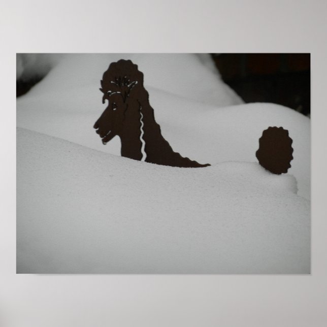 Gefühl begraben? Poodle im Schnee Poster (Vorne)