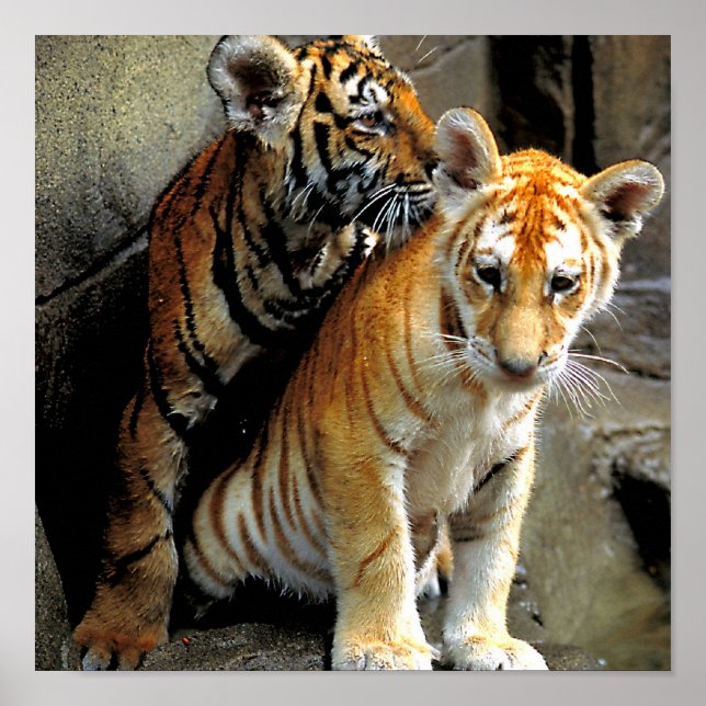 Gefühl Frisky ? Poster (Vorne)