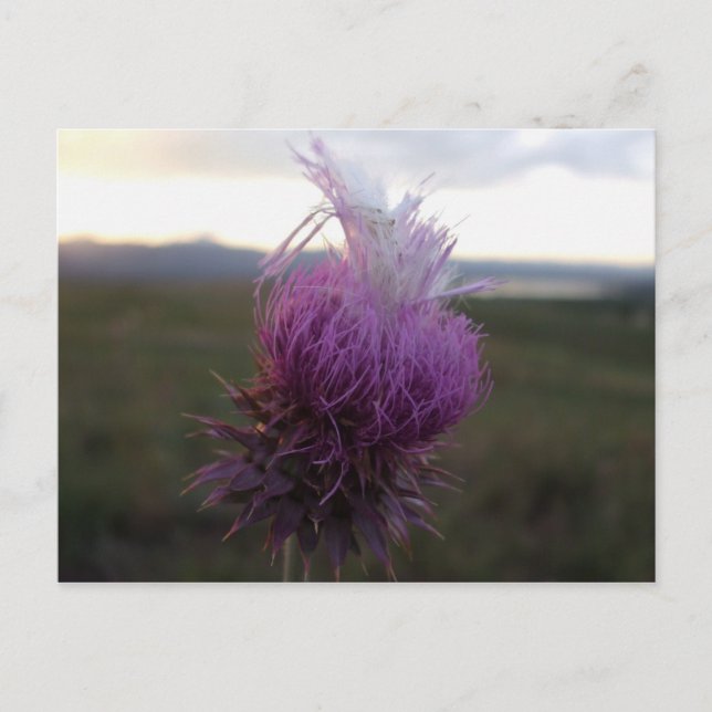 Gegen das Getreide Postkarte (Vorderseite)