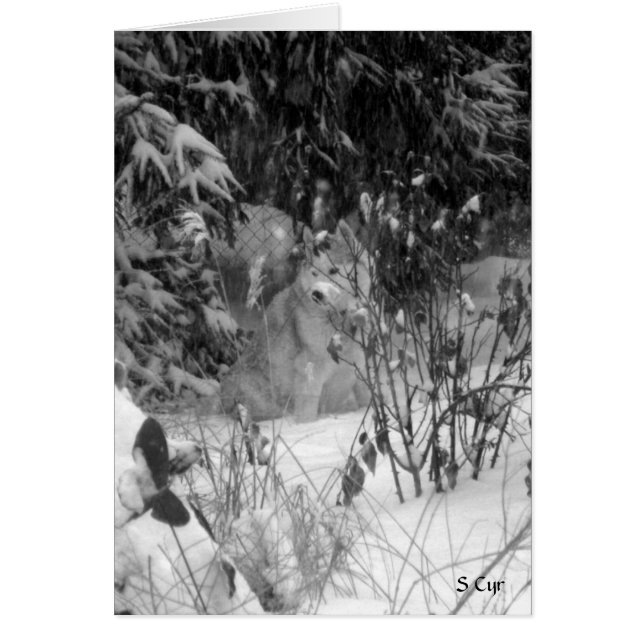Gegen Schnee, S Cyr (Vorne)