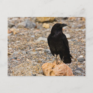 Gegenseitige Neugier Postkarte