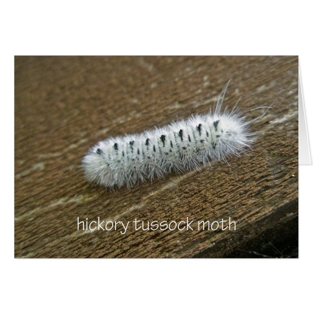 Gegenstände der Hickory Tussock Moth (Lophocampa c (Vorderseite (Horizontal))