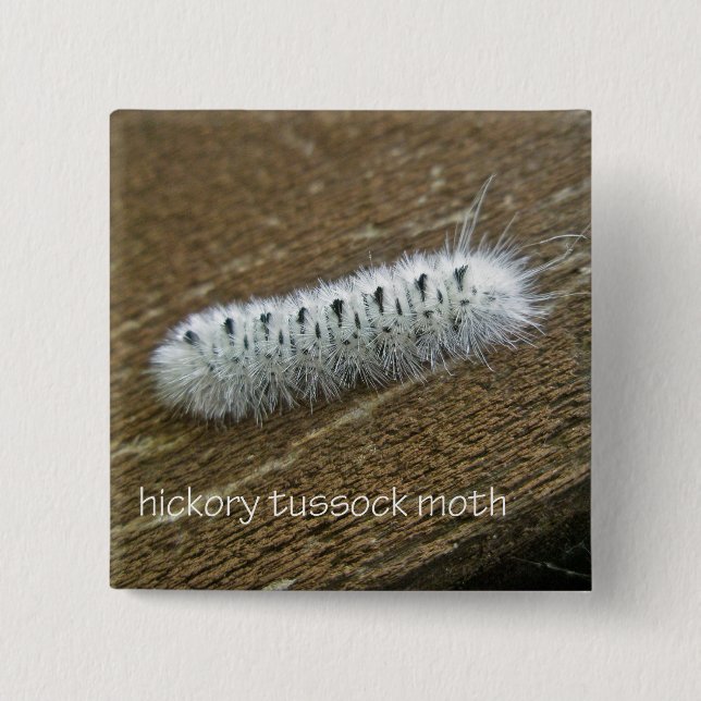 Gegenstände der Hickory Tussock Moth (Lophocampa c Button (Vorderseite)