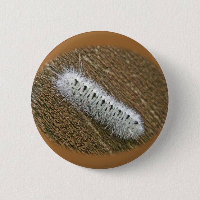 Gegenstände der Hickory Tussock Moth (Lophocampa c Button (Vorderseite)