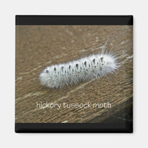 Gegenstände der Hickory Tussock Moth (Lophocampa c Magnet