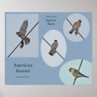 Gegenstände des Amerikanischen Kestrel (Falco-Spar