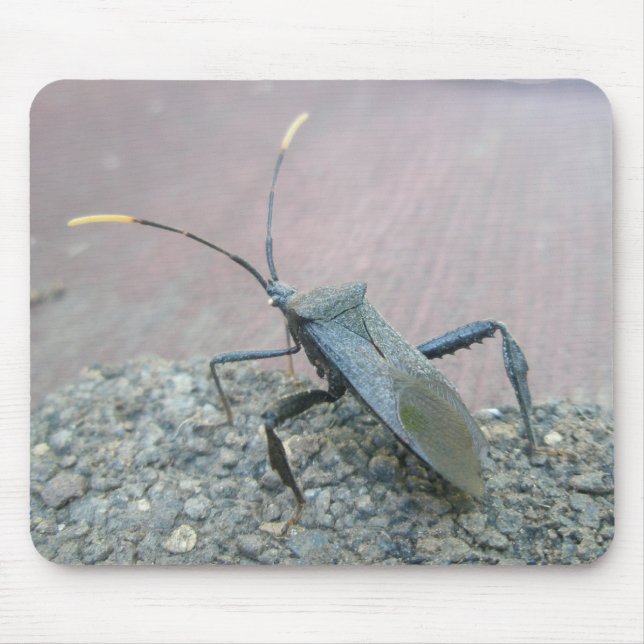 Gegenstände des erwachsenen schwarzen Assassin-Feh Mousepad (Vorne)