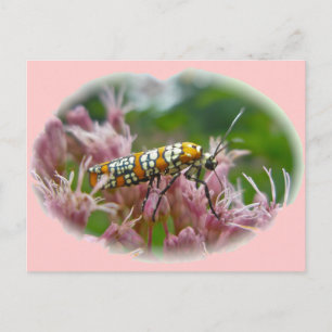 Gegenstände von Ailanthus Webworm Moth (Atteva pun Postkarte
